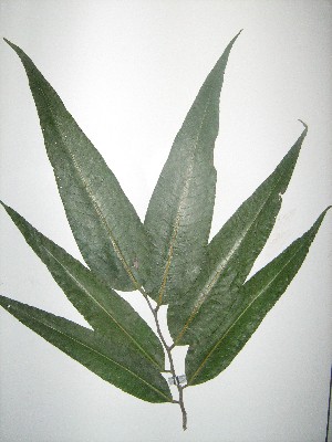  (Polyalthia longifolia - NIBGE-GCUBG-393)  @11 [ ] CreativeCommons - Attribution Non-Commercial Share-Alike (2011) Zaheer Khan GC University Lahore, Pakistan