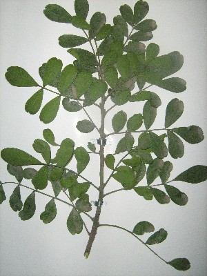  (Sophora secundiflora - NIBGE-GCUBG-425)  @11 [ ] CreativeCommons - Attribution Non-Commercial Share-Alike (2011) Zaheer Khan GC University Lahore, Pakistan