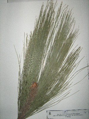  (Pinus roxburghii - NIBGE-GCUBG-464)  @14 [ ] CreativeCommons - Attribution Non-Commercial Share-Alike (2011) Zaheer Khan GC University Lahore, Pakistan