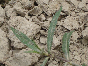  ( - GCUL-FDGK-334)  @11 [ ] CreativeCommons - Attribution Non-Commercial Share-Alike (2012) Saadullah Khan DR.SULTAN HERBARIUM, GC University Lahore