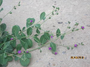  (Lophiocarpaceae - GCUL-FDGK-429)  @11 [ ] CreativeCommons - Attribution Non-Commercial Share-Alike (2013) Saadullah Khan DR.SULTAN HERBARIUM, GC University Lahore