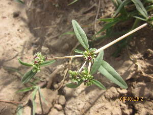  ( - GCUL-FDGK-444)  @11 [ ] CreativeCommons - Attribution Non-Commercial Share-Alike (2013) Saadullah Khan DR.SULTAN HERBARIUM, GC University Lahore