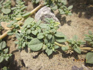  (Euphorbia granulata - GCUL-FDGK-464)  @11 [ ] CreativeCommons - Attribution Non-Commercial Share-Alike (2013) Saadullah Khan DR.SULTAN HERBARIUM, GC University Lahore