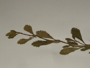  ( - GCUL-FDGK-51)  @11 [ ] CreativeCommons - Attribution Non-Commercial Share-Alike (2012) Saadullah Khan DR.SULTAN HERBARIUM, GC University Lahore