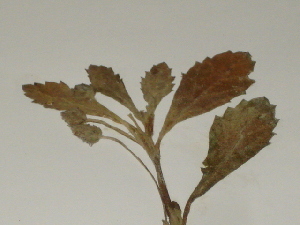  ( - GCUL-FDGK-53)  @11 [ ] CreativeCommons - Attribution Non-Commercial Share-Alike (2012) Saadullah Khan DR.SULTAN HERBARIUM, GC University Lahore