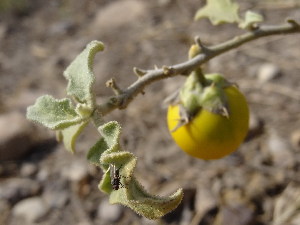  (Solanum incanum - GCUL-FDGK-647)  @11 [ ] CreativeCommons - Attribution Non-Commercial Share-Alike (2013) Saadullah Khan DR.SULTAN HERBARIUM, GC University Lahore