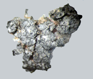  (Rinodina olivaceobrunnea - 11BAE_SP-0064)  @11 [ ] CreativeCommons  Attribution Non-Commercial Share-Alike (2019) Dzmitry Lukashanets SPC of the NAS of Belarus for Bioresources