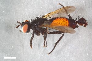  ( - ZFMK-TIS-2004598)  @11 [ ] CreativeCommons  Attribution Share-Alike (by-sa) 384 (2015) Unspecified Zoologisches Forschungsmuseum Alexander Koenig