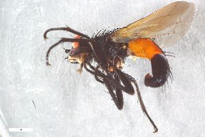  ( - ZFMK-TIS-2004600)  @11 [ ] CreativeCommons  Attribution Share-Alike (by-sa) 384 (2015) Unspecified Zoologisches Forschungsmuseum Alexander Koenig