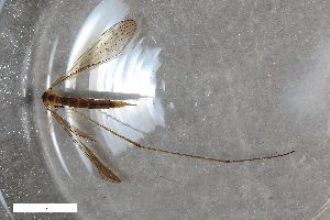  (Pseudolimnophila sepium - ZFMK-TIS-2009852)  @11 [ ] CreativeCommons  Attribution Share-Alike (by-sa) 384 (2017) Unspecified Zoologisches Forschungsmuseum Alexander Koenig