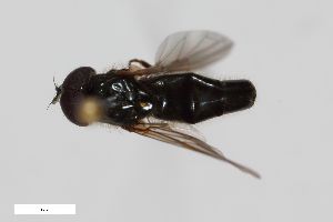  ( - ZFMK-TIS-22066)  @11 [ ] CreativeCommons  Attribution Share-Alike (by-sa) 815 (2013) Unspecified Zoologisches Forschungsmuseum Alexander Koenig