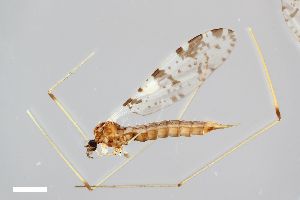 (Idioptera maculata - ZFMK-TIS-2503203)  @11 [ ] CreativeCommons  Attribution Share-Alike (by-sa) 384 (2014) Unspecified Zoologisches Forschungsmuseum Alexander Koenig