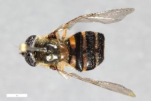  ( - ZFMK-TIS-2513666)  @11 [ ] CreativeCommons  Attribution Share-Alike (by-sa) 815 (2013) Unspecified Zoologisches Forschungsmuseum Alexander Koenig