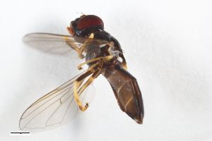  ( - ZFMK-TIS-2516443)  @11 [ ] CreativeCommons  Attribution Share-Alike (by-sa) 815 (2013) Unspecified Zoologisches Forschungsmuseum Alexander Koenig