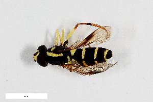  ( - ZFMK-TIS-2516466)  @11 [ ] CreativeCommons  Attribution Share-Alike (by-sa) 815 (2013) Unspecified Zoologisches Forschungsmuseum Alexander Koenig