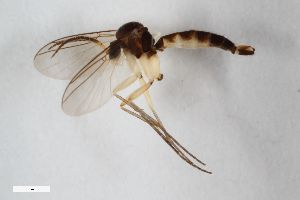  ( - ZFMK-TIS-2516937)  @11 [ ] CreativeCommons  Attribution Share-Alike (by-sa) 384 (2014) Unspecified Zoologisches Forschungsmuseum Alexander Koenig