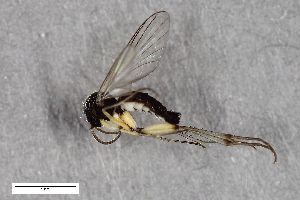  ( - ZFMK-TIS-2516987)  @11 [ ] CreativeCommons  Attribution Share-Alike (by-sa) 384 (2014) Unspecified Zoologisches Forschungsmuseum Alexander Koenig