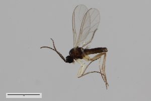  ( - ZFMK-TIS-2522133)  @11 [ ] CreativeCommons  Attribution Share-Alike (by-sa) 384 (2014) Unspecified Zoologisches Forschungsmuseum Alexander Koenig