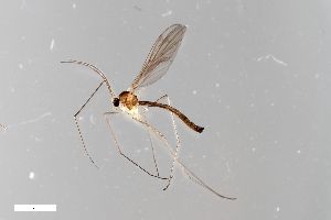  ( - ZFMK-TIS-2543268)  @11 [ ] CreativeCommons  Attribution Share-Alike (by-sa) 384 (2014) Unspecified Zoologisches Forschungsmuseum Alexander Koenig