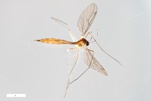  ( - ZFMK-TIS-2543304)  @11 [ ] CreativeCommons  Attribution Share-Alike (by-sa) 384 (2014) Unspecified Zoologisches Forschungsmuseum Alexander Koenig