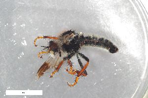  (Cyrtopogon maculipennis - ZFMK-TIS-2546848)  @11 [ ] CreativeCommons  Attribution Share-Alike (by-sa) 384 (2015) Unspecified Zoologisches Forschungsmuseum Alexander Koenig