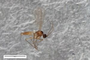  ( - ZFMK-TIS-2547942)  @11 [ ] CreativeCommons  Attribution Share-Alike (by-sa) 384 (2015) Unspecified Zoologisches Forschungsmuseum Alexander Koenig