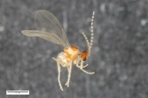  (Polyardis silvalis - ZFMK-TIS-2549433)  @11 [ ] CreativeCommons  Attribution Share-Alike (by-sa) 384 (2015) Unspecified Zoologisches Forschungsmuseum Alexander Koenig