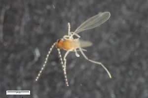  (Polyardis micromyoides - ZFMK-TIS-2549466)  @11 [ ] CreativeCommons  Attribution Share-Alike (by-sa) 384 (2015) Unspecified Zoologisches Forschungsmuseum Alexander Koenig