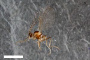  (Neurolyga bifida - ZFMK-TIS-2549517)  @11 [ ] CreativeCommons  Attribution Share-Alike (by-sa) 384 (2015) Unspecified Zoologisches Forschungsmuseum Alexander Koenig