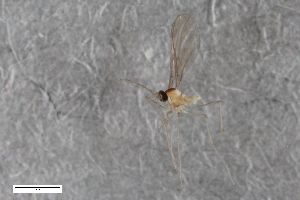  (Haplusia brevipalpis - ZFMK-TIS-2549616)  @11 [ ] CreativeCommons  Attribution Share-Alike (by-sa) 384 (2015) Unspecified Zoologisches Forschungsmuseum Alexander Koenig