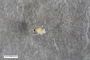  (Cryptodontomyia elongata - ZFMK-TIS-2549632)  @11 [ ] CreativeCommons  Attribution Share-Alike (by-sa) 384 (2015) Unspecified Zoologisches Forschungsmuseum Alexander Koenig