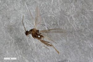  (Winnertzia nigripennis - ZFMK-TIS-2549678)  @11 [ ] CreativeCommons  Attribution Share-Alike (by-sa) 384 (2015) Unspecified Zoologisches Forschungsmuseum Alexander Koenig