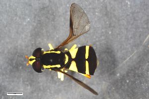  ( - ZFMK-TIS-2553219)  @11 [ ] CreativeCommons  Attribution Share-Alike (by-sa) 815 (2015) Unspecified Zoologisches Forschungsmuseum Alexander Koenig