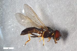  ( - ZFMK-TIS-2567228)  @11 [ ] CreativeCommons  Attribution Share-Alike (by-sa) 815 (2017) Unspecified Zoologisches Forschungsmuseum Alexander Koenig