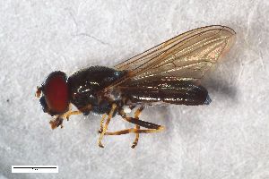  ( - ZFMK-TIS-2567229)  @11 [ ] CreativeCommons  Attribution Share-Alike (by-sa) 815 (2017) Unspecified Zoologisches Forschungsmuseum Alexander Koenig