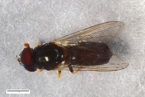  ( - ZFMK-TIS-2567230)  @11 [ ] CreativeCommons  Attribution Share-Alike (by-sa) 815 (2017) Unspecified Zoologisches Forschungsmuseum Alexander Koenig