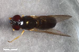  ( - ZFMK-TIS-2567231)  @11 [ ] CreativeCommons  Attribution Share-Alike (by-sa) 815 (2017) Unspecified Zoologisches Forschungsmuseum Alexander Koenig