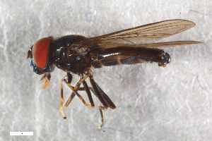  ( - ZFMK-TIS-2574199)  @11 [ ] CreativeCommons  Attribution Share-Alike (by-sa) 815 (2016) Unspecified Zoologisches Forschungsmuseum Alexander Koenig