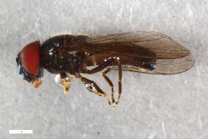  ( - ZFMK-TIS-2575289)  @11 [ ] CreativeCommons  Attribution Share-Alike (by-sa) 815 (2016) Unspecified Zoologisches Forschungsmuseum Alexander Koenig