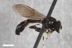  ( - ZFMK-TIS-2593749)  @11 [ ] CreativeCommons  Attribution Share-Alike (by-sa) 815 (2017) Unspecified Zoologisches Forschungsmuseum Alexander Koenig