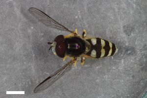  ( - ZFMK-TIS-2605924)  @11 [ ] CreativeCommons  Attribution Share-Alike (by-sa) 815 (2017) Unspecified Zoologisches Forschungsmuseum Alexander Koenig