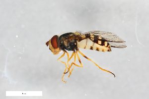  ( - ZFMK-TIS-2922)  @11 [ ] CreativeCommons  Attribution Share-Alike (by-sa) 815 (2012) Unspecified Zoologisches Forschungsmuseum Alexander Koenig