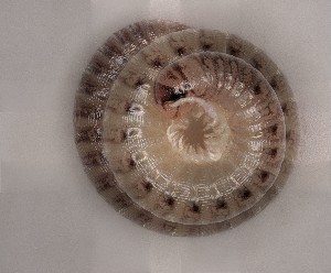  ( - EK25)  @11 [ ] CreativeCommons  Attribution (by) (2025) Michaela Bodner University of Graz, Institute of Biology