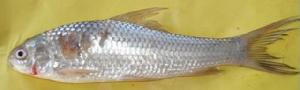  ( - CMND01)  @12 [ ] Copyright (2014) PHCDBS Paul Hebert Centre for DNA Barcoding and Biodiversity Studies