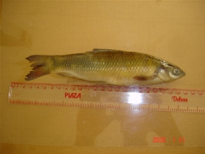  ( - CNPA07)  @12 [ ] Unspecified (default): All Rights Reserved  Unspecified Unspecified