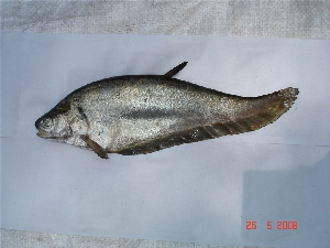  ( - NNBS01)  @13 [ ] Unspecified (default): All Rights Reserved  Unspecified Unspecified