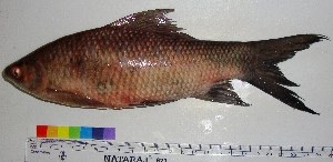 ( - LBYN01)  @13 [ ] CreativeCommons - Attribution Share-Alike (2012) Vikas Kalyankar Paul Hebert Centre for DNA Barcoding and Biodiversity Studies