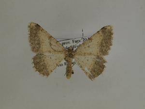  ( - BC SMNK Lep 00301)  @13 [ ] Copyright (2010) Axel Hausmann/Bavarian State Collection of Zoology (ZSM) SNSB, Zoologische Staatssammlung Muenchen