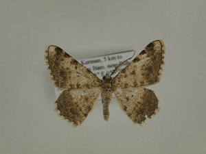  ( - BC SMNK Lep 00309)  @13 [ ] Copyright (2010) Axel Hausmann/Bavarian State Collection of Zoology (ZSM) SNSB, Zoologische Staatssammlung Muenchen