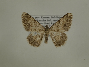  ( - BC SMNK Lep 00313)  @13 [ ] Copyright (2010) Axel Hausmann/Bavarian State Collection of Zoology (ZSM) SNSB, Zoologische Staatssammlung Muenchen